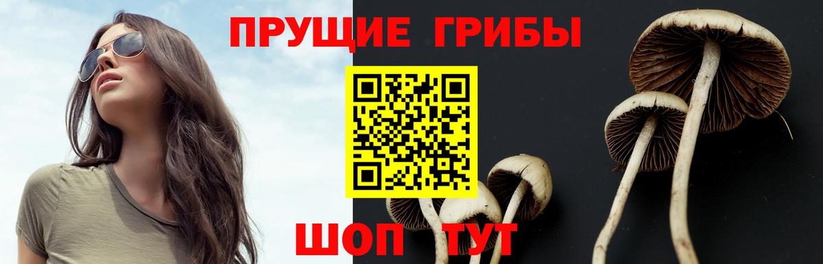 Галлюциногенные грибы Psilocybine cubensis Советский